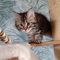 Chatons sibérien hypoallergénique loof