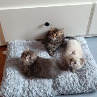 Chatons sibérien hypoallergénique loof #3