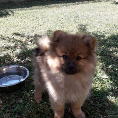 Chiots spitz allemand #4