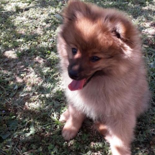Chiots spitz allemand #5