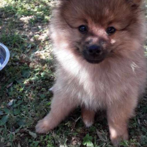 Chiots spitz allemand #6