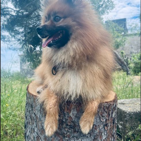 Chiots spitz allemand #8