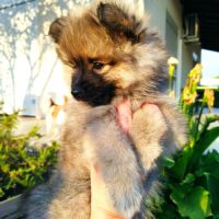 Chiots spitz allemand #1