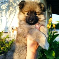 Chiots spitz allemand #0
