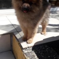 Chiots spitz allemand #3