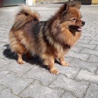 Chiots spitz allemand #7