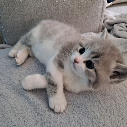 Chaton british shorthair #1