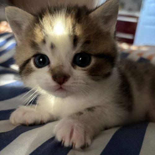 Chaton british shorthair #3