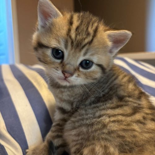 Chaton british shorthair #4