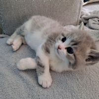 Chaton british shorthair #1
