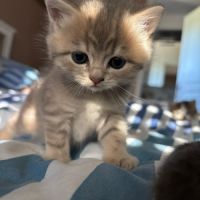 Chaton british shorthair