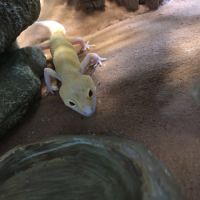Gecko léopard #3