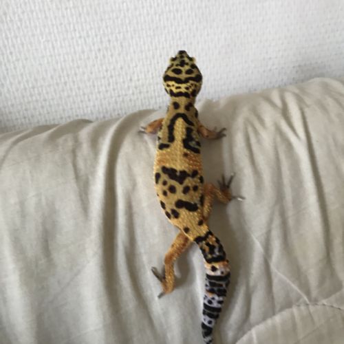 Gecko léopard #2