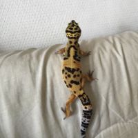 Gecko léopard #2