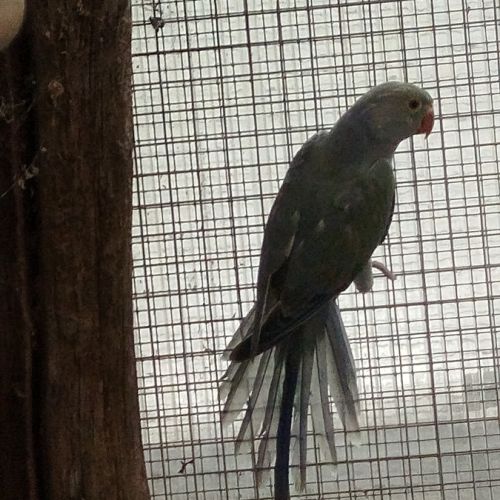 A vendre perruches à collier non ifap #2