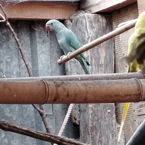 A vendre perruches à collier non ifap #3