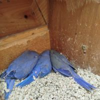 A vendre perruches à collier non ifap