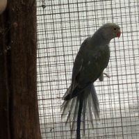 A vendre perruches à collier non ifap #2