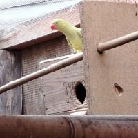 A vendre perruches à collier non ifap #4