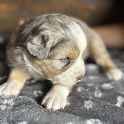 Chiot berger australien #2