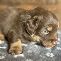 Chiot berger australien #1