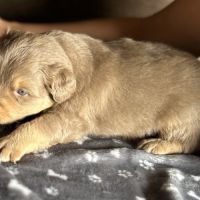 Chiot berger australien #0