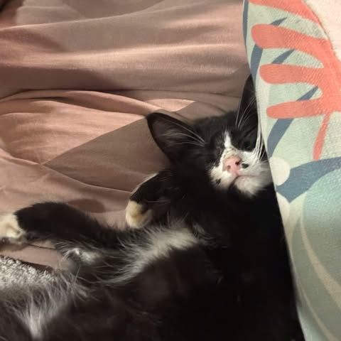 Oasis chatonne 3 mois #2