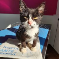 Oasis chatonne 3 mois #1