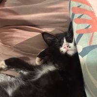 Oasis chatonne 3 mois #2