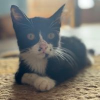 Oasis chatonne 3 mois