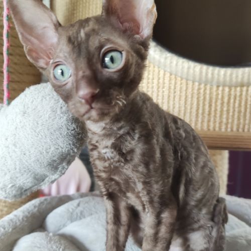 Très beau cornish rex #2