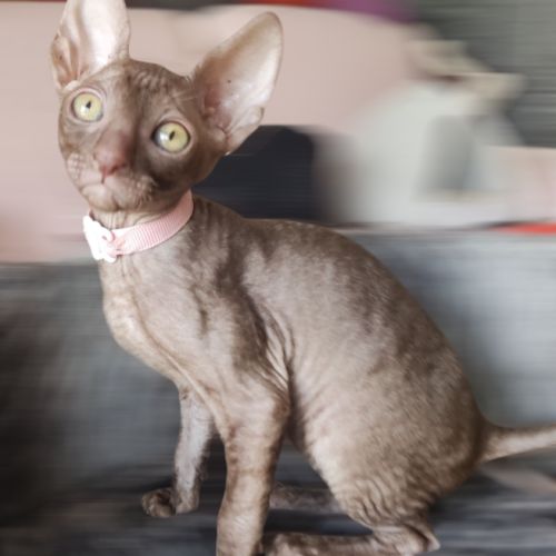 Très beau cornish rex #3