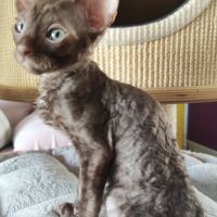 Très beau cornish rex #0