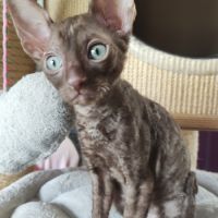 Très beau cornish rex #2
