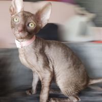 Très beau cornish rex #3