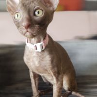 Très beau cornish rex #4