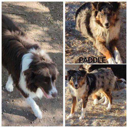 Jolis chiots border collie #1