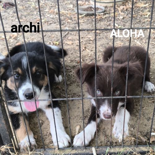 Jolis chiots border collie #3