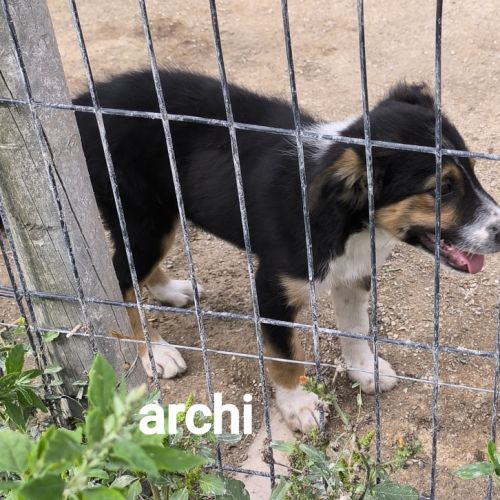 Jolis chiots border collie #5