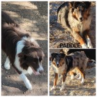 Jolis chiots border collie #1