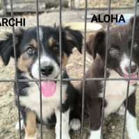 Jolis chiots border collie #2