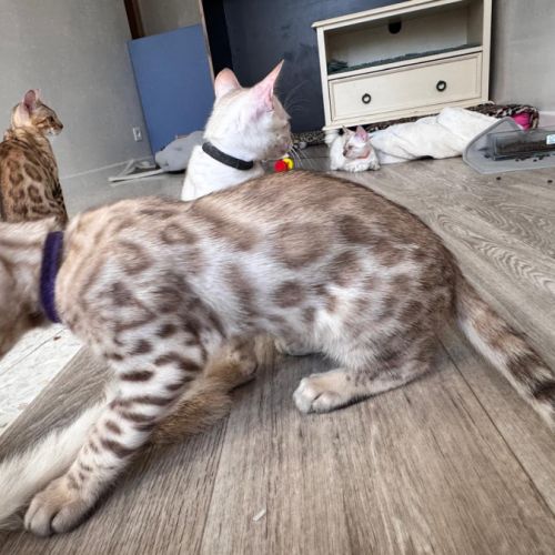 Bengal snow a vendre #1