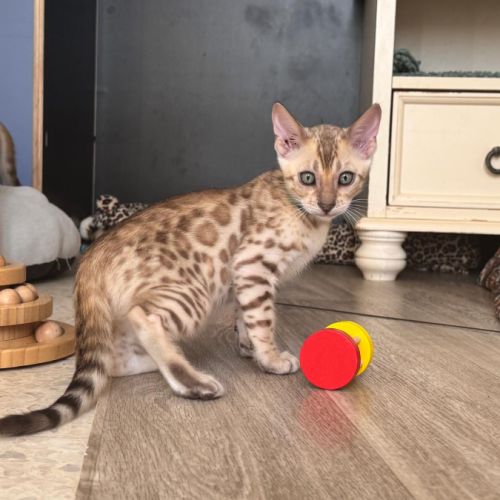 Bengal snow a vendre #2