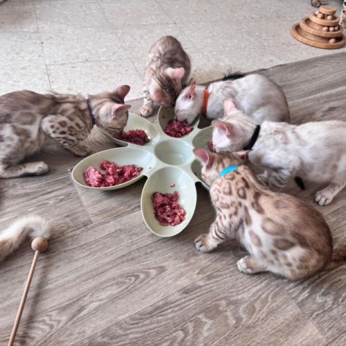 Bengal snow a vendre