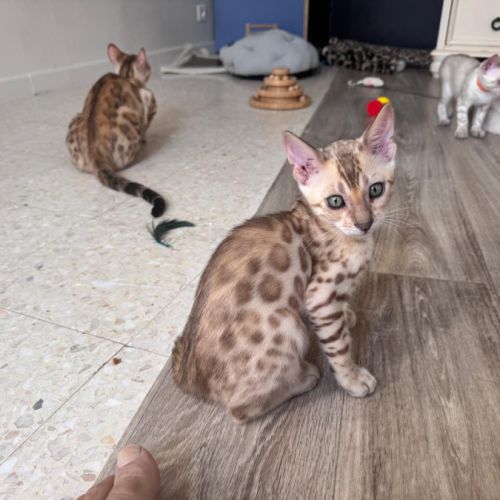 Bengal snow a vendre #5