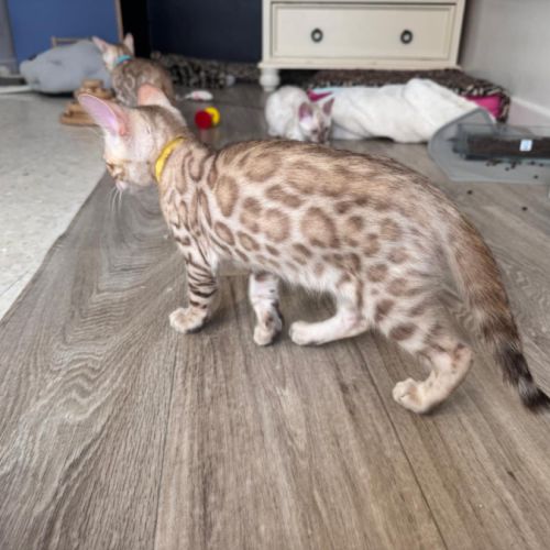 Bengal snow a vendre #6