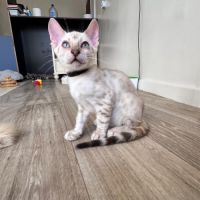 Bengal snow a vendre #3