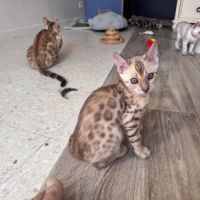 Bengal snow a vendre #5