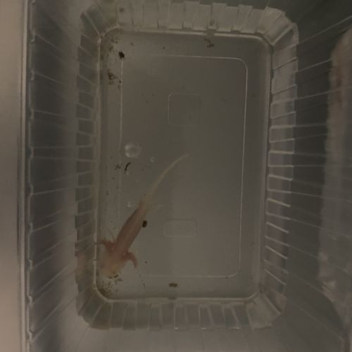 Axolotls 7-10 cm #2