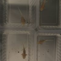 Axolotls 7-10 cm #0